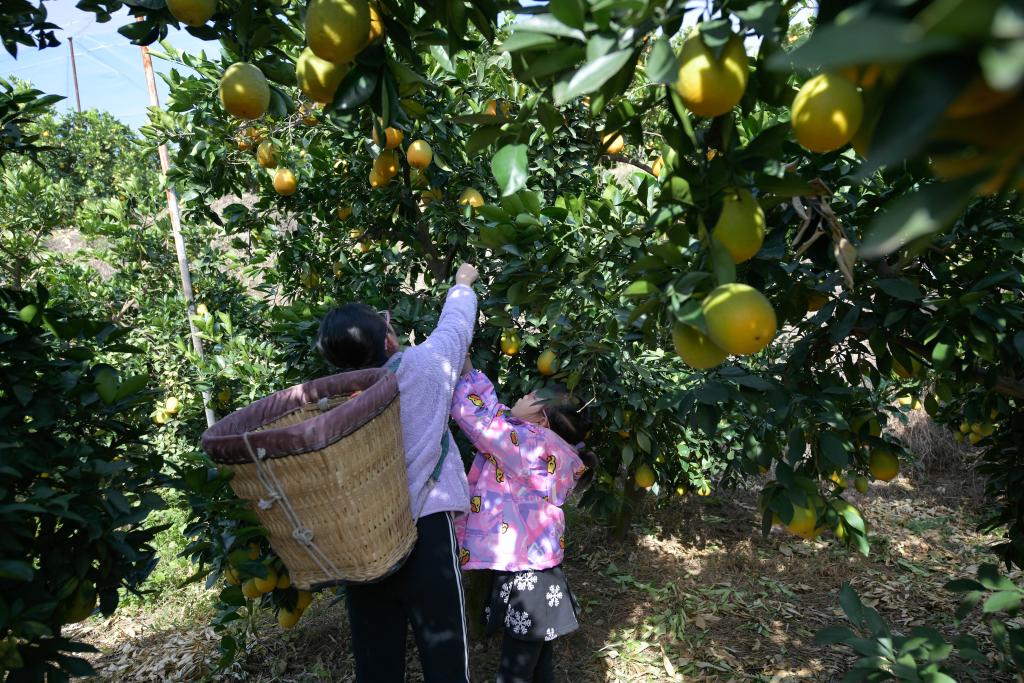 四川鹽邊：臍橙迎豐收