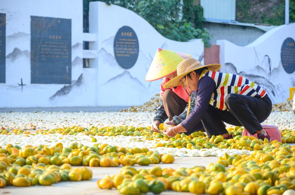 廣東江門(mén)：新會(huì )柑皮晾曬忙