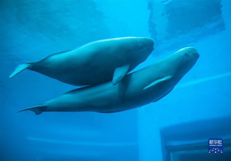 （新華全媒頭條·圖文互動(dòng)）（2）生態(tài)美、產(chǎn)業(yè)興、文化昌——長(cháng)江經(jīng)濟帶生態(tài)優(yōu)先、綠色發(fā)展見(jiàn)聞