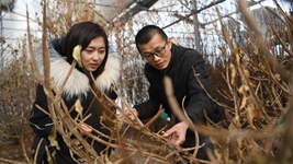 虎年春節，《山海情》出續集了？