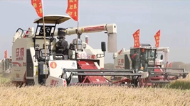 黑龍江北大荒:秋收不見(jiàn)人 機器唱主角