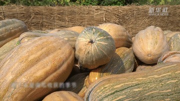 河南鶴壁:荒山種出豐收瓜
