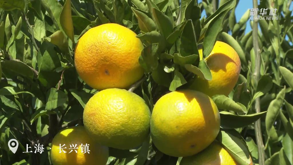 上海：橘子紅了！碩果滿(mǎn)園迎豐收