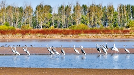 貫徹落實(shí)黨的二十大精神加強黃河流域生態(tài)保護觀(guān)察