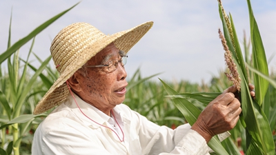 87歲，他在三亞南繁又一年