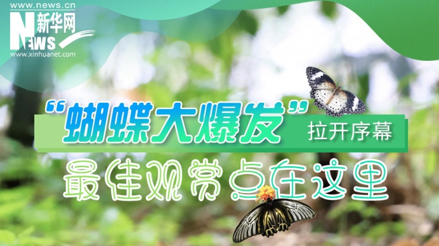 &ldquo;蝴蝶大爆發(fā)&rdquo;拉開(kāi)序幕 最佳觀(guān)賞點(diǎn)在這里