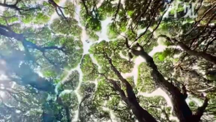 樹(shù)木為何會(huì )相互“禮讓”？