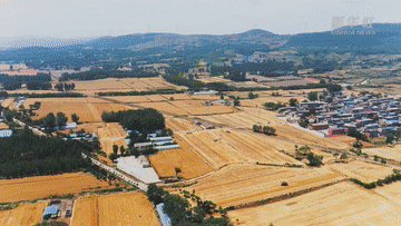 麥收新事｜麥香，飄向遠方