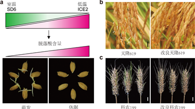 我國科學(xué)家找到調控水稻、小麥穗發(fā)芽的“開(kāi)關(guān)”