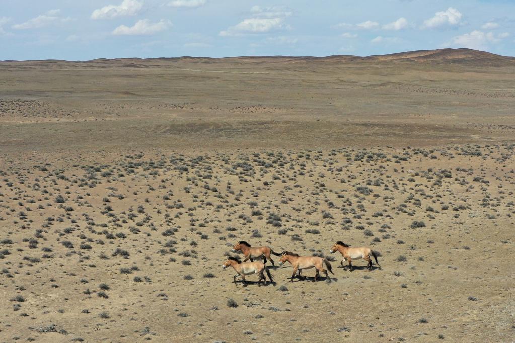 “走吧，你要學(xué)著(zhù)自己長(cháng)大”——瀕危野馬重返荒野20年