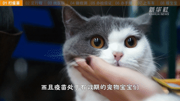 帶萌寵坐火車(chē)？你需要知道這些事！