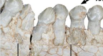 恐龍如何換牙？古生物學(xué)者揭秘古老角龍換牙方式