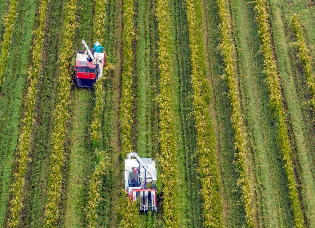 新華全媒+丨詩(shī)意中國——十里西疇熟稻香