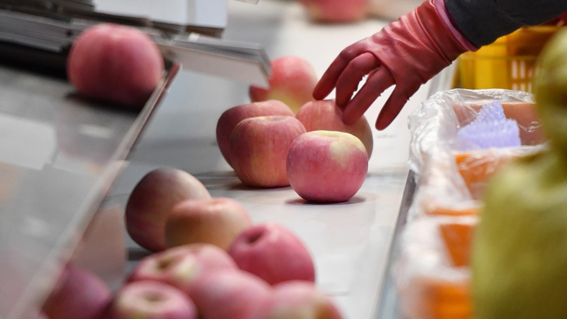 延安蘋(píng)果產(chǎn)業(yè)發(fā)展觀(guān)察：小蘋(píng)果，讓老鄉們生活越來(lái)越紅火