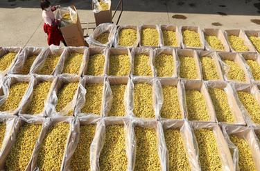 河南溫縣:懷菊采摘忙