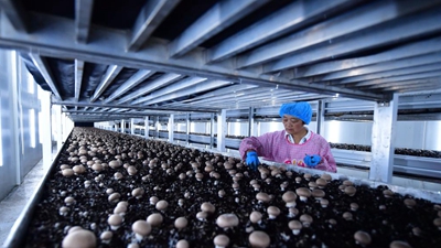 奮力搶抓發(fā)展新機遇——長(cháng)三角一體化發(fā)展年度觀(guān)察