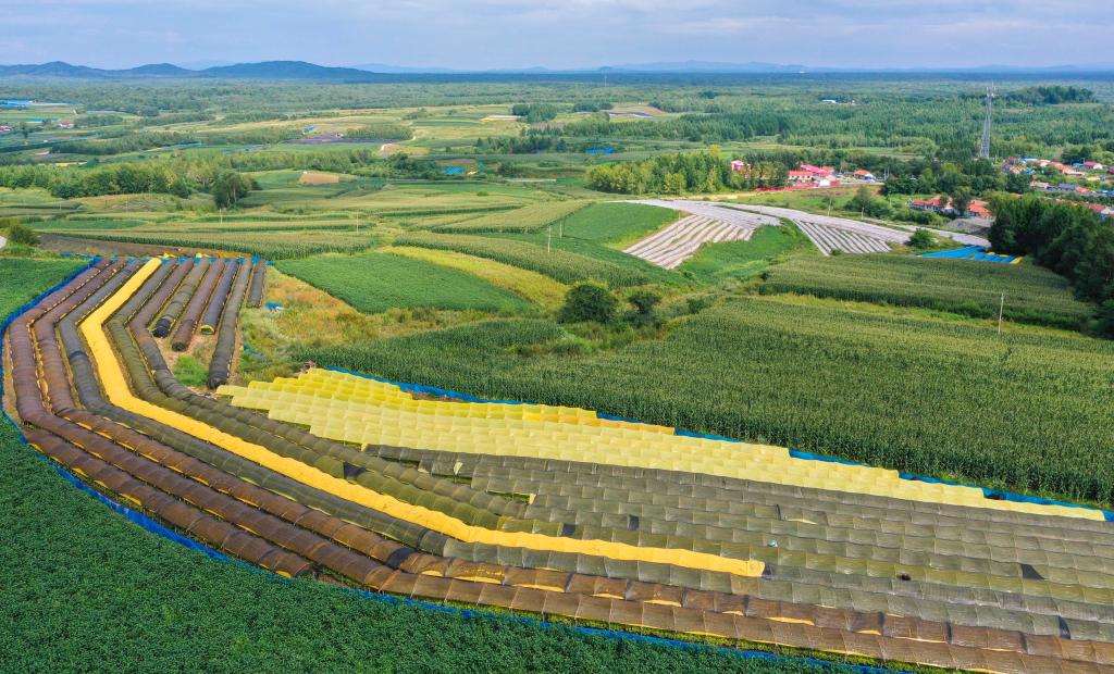 優(yōu)品質(zhì)、提水平、擴消費——吉林人參加速邁向千億級產(chǎn)業(yè)