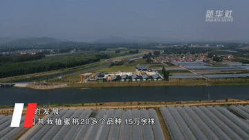 一顆蜜桃背后的“鄉村振興經(jīng)”