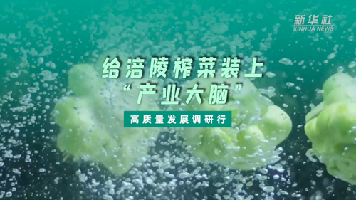 一顆青菜頭，緣何長(cháng)出百億產(chǎn)業(yè)？