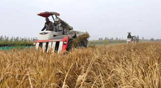 “稻客”塞上話(huà)豐年