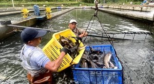 貴州鱘魚(yú)向南“游”