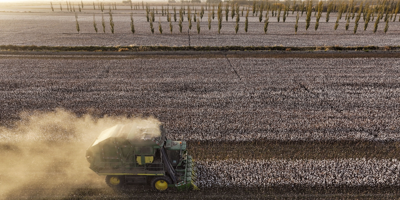 新疆：我國最大產(chǎn)棉區棉花采收忙