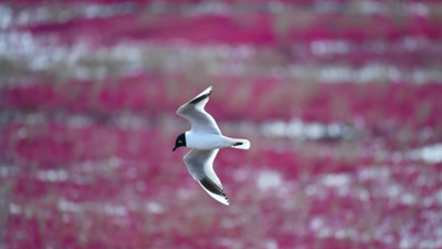 生態(tài)好不好，看鳥(niǎo)就知道——遼河口濕地保護見(jiàn)聞