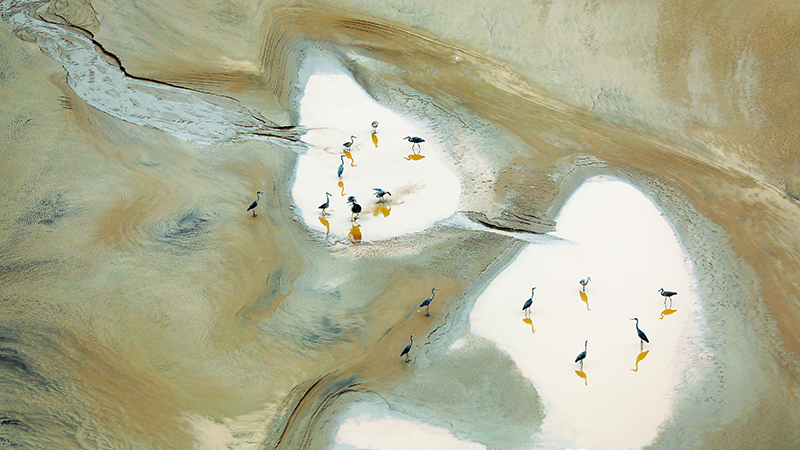 黃河岸邊，蒼鷺起舞