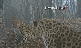 探訪(fǎng)東北虎豹國家公園：東北豹照鏡子美滋滋