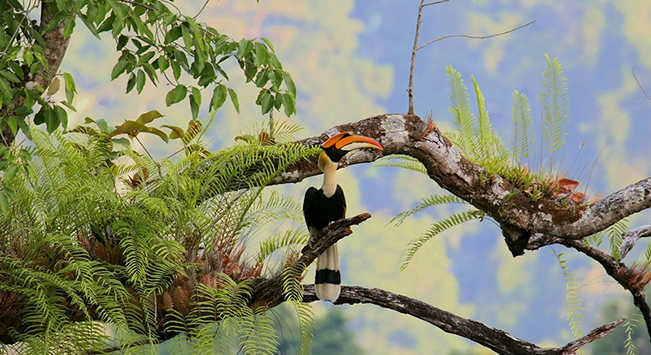 云南的自然保護地里 生活著(zhù)哪些旗艦物種？