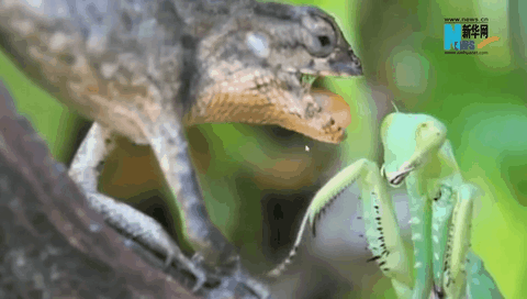 看，動(dòng)物世界掀起“武林風(fēng)”