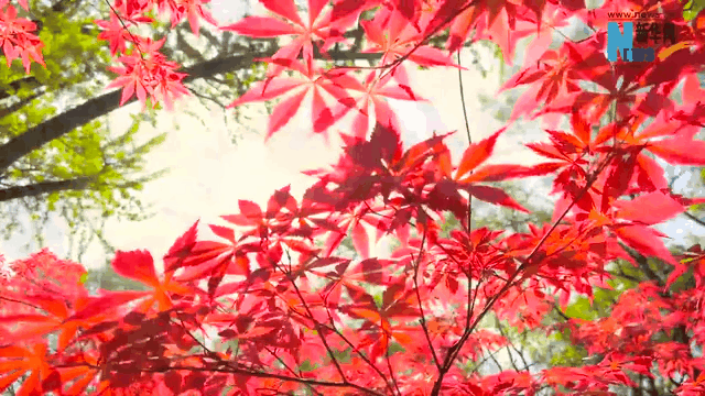 霜降|這一抹秋色，溫暖了山川與歲月