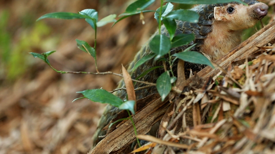 領(lǐng)略生物多樣性之美丨超萌預警！“中華穿山甲”來(lái)巡山，不容錯過(guò)