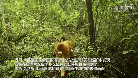 珍貴畫(huà)面曝光！野生動(dòng)物頻頻“上鏡”