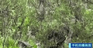 青海三江源:牧民路遇金錢(qián)豹 手機拍攝全過(guò)程