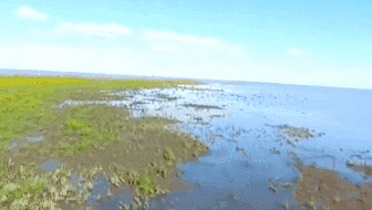 黑龍江：南遷候鳥(niǎo)陸續抵達興凱湖