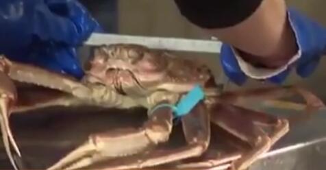 極品！日本一只“輝”蟹拍出500萬(wàn)日元