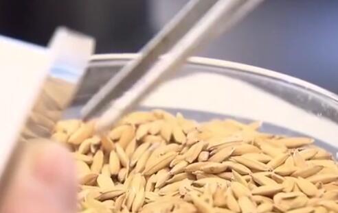 中儲糧啟動(dòng)部分主產(chǎn)區秋糧最低收購價(jià)收購