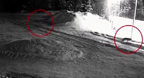 不安！狼群侵入俄羅斯村落覓食