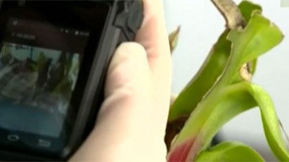 什么是外來(lái)物種？我國有多少外來(lái)入侵物種？