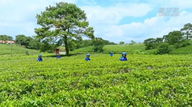 中國故事丨茉莉之鄉茉莉香