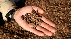 阿富汗:松子成熟的季節