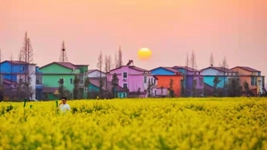 油菜花里望豐稔——我國部分油菜主產(chǎn)區擴大種植促進(jìn)增收觀(guān)察