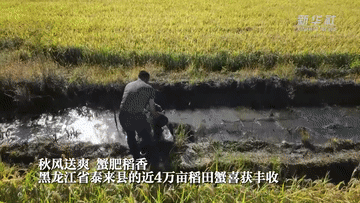 黑龍江泰來(lái):稻香蟹肥 一田雙收
