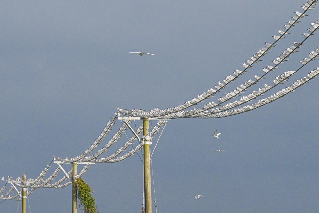 新華全媒+丨?？跐竦?萬(wàn)鳥(niǎo)翔集