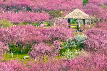 新華全媒+丨詩(shī)意中國——春色滿(mǎn)園關(guān)不住