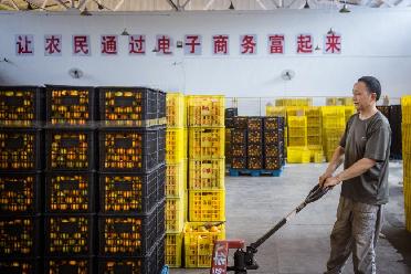 湖北秭歸:夏橙進(jìn)入銷(xiāo)售季
